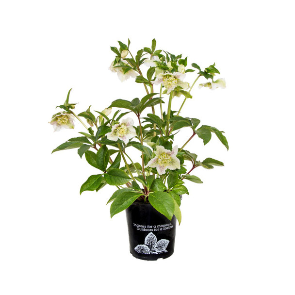 Helleborus 'Tutu White'