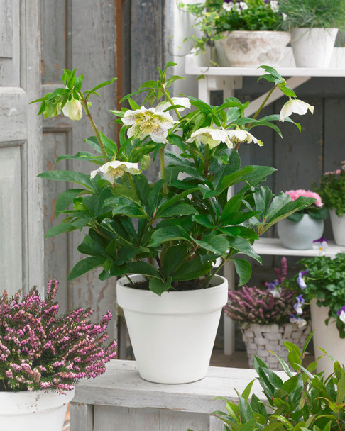 Helleborus 'Tutu White'