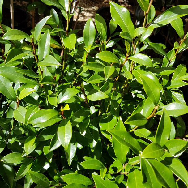 Port Wine Magnolia