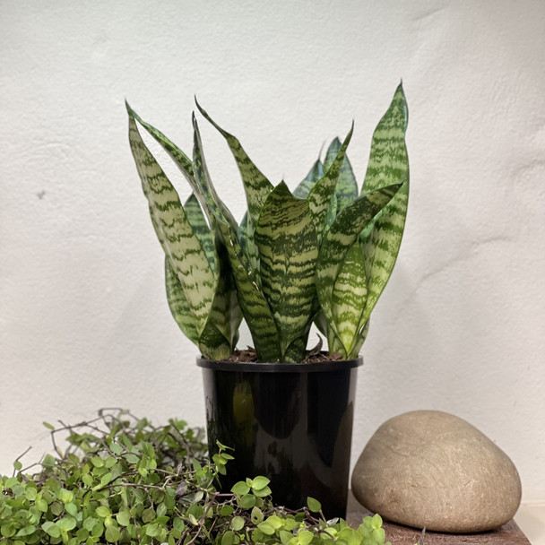 Sansevieria trifasciata