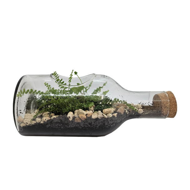 TPF Glass Terrarium On Side