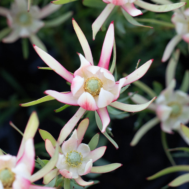 Leucadendron 'Harlequin'