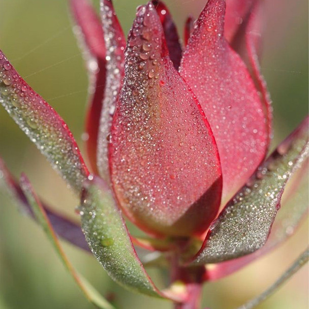 Leucadendron 'Harlequin'