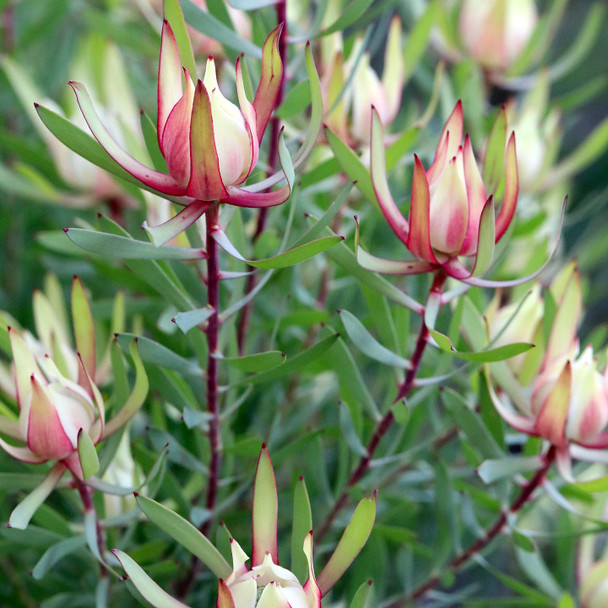 Leucadendron 'Harlequin'