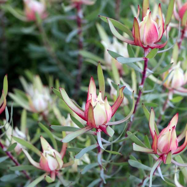 Leucadendron 'Harlequin'