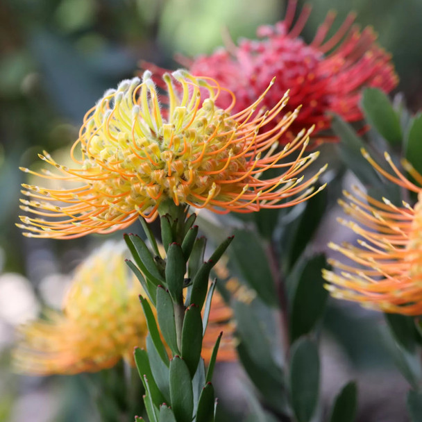 Leucospermum 'Phoenix Rising'
