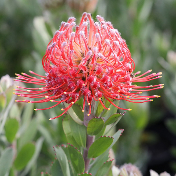 Leucospermum 'Red Phantom'