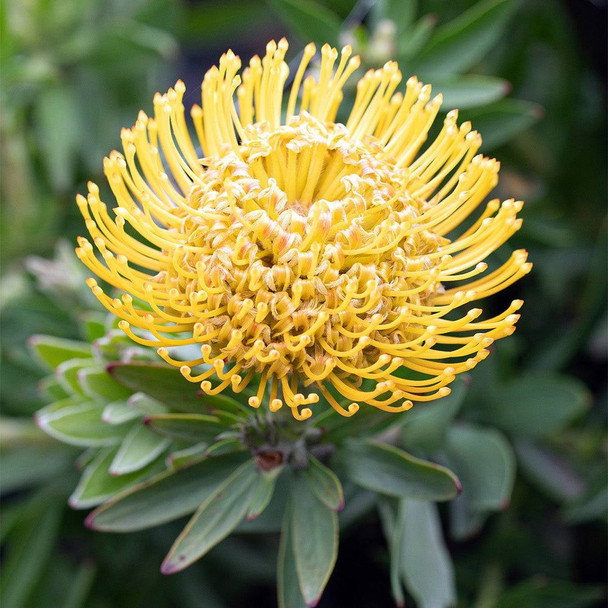 Leucospermum 'So Majestic'