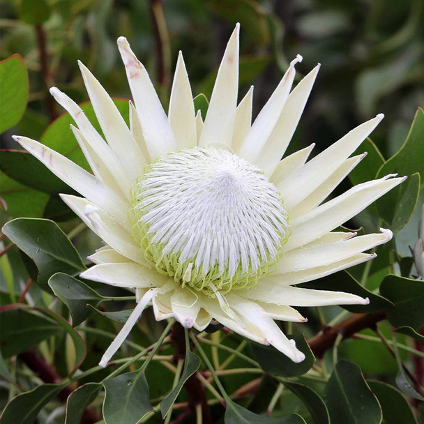 Protea 'King White'