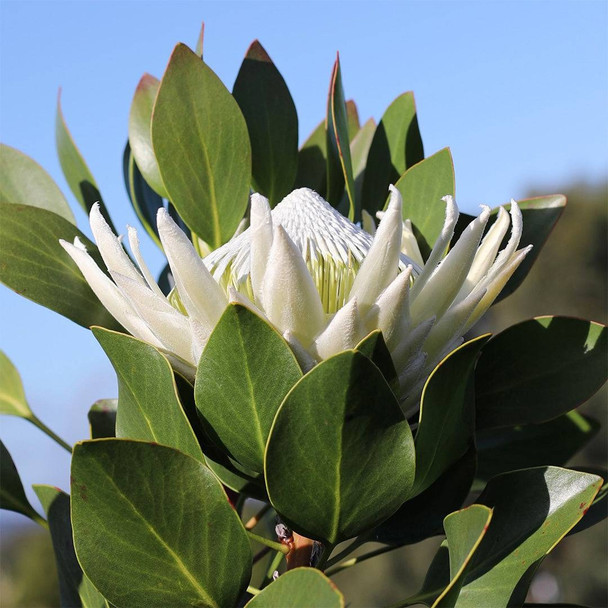 Protea 'King White'