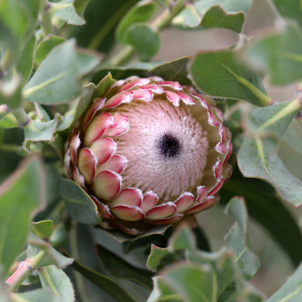 Protea 'Susara'