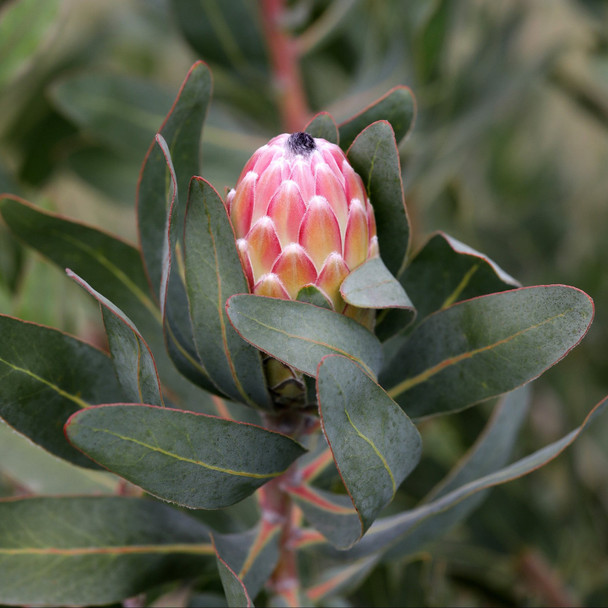 Protea 'Susara'
