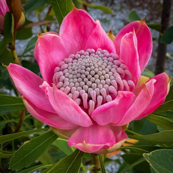Waratah 'Enchanted Pink' Telopea