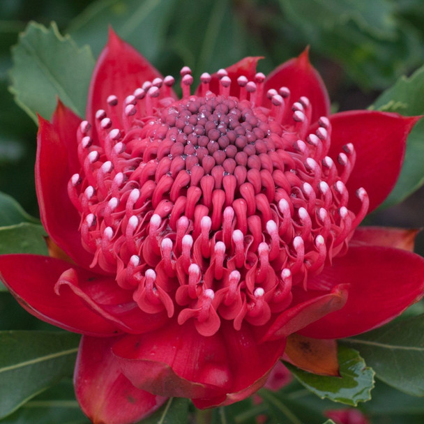 Waratah 'Enchanted Red' Telopea