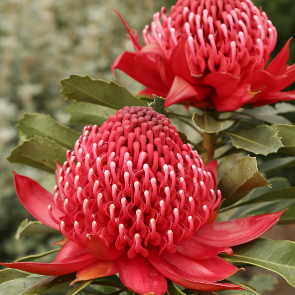 Waratah 'Enchanted Red' Telopea