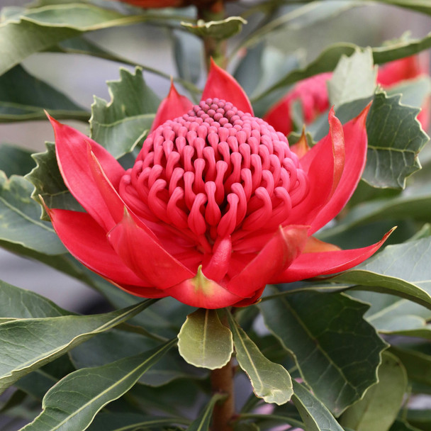 Waratah 'Enchanted Red' Telopea