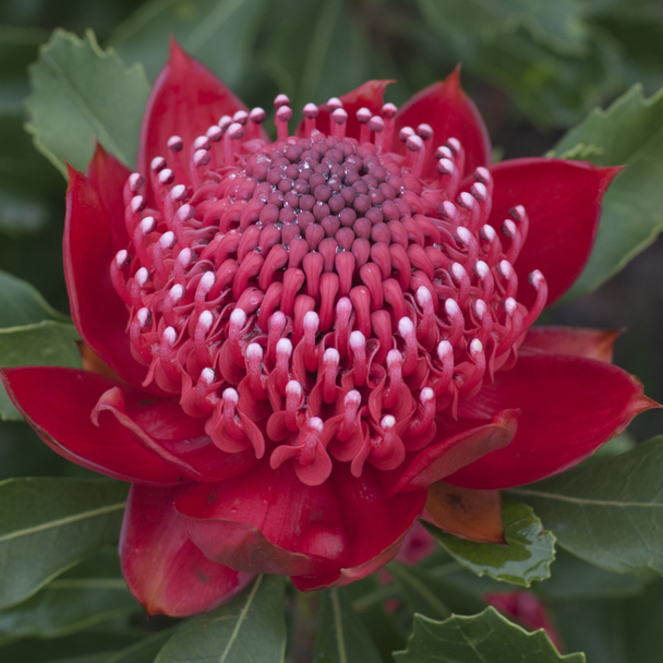 Waratah 'Enchanted Red' Telopea