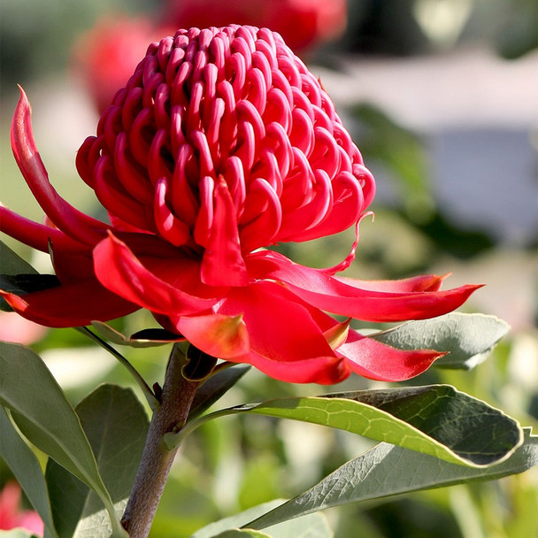 Waratah 'Shady Lady Crimson' Telopea