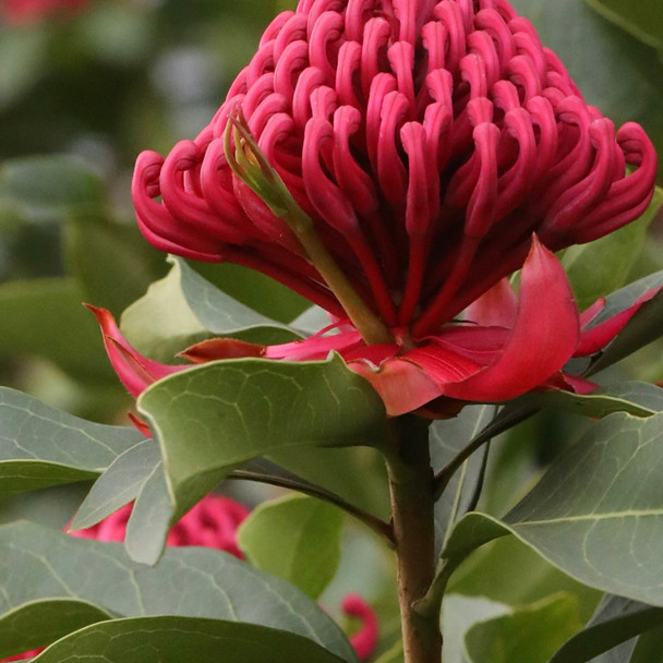 Waratah 'Shady Lady Red' Telopea