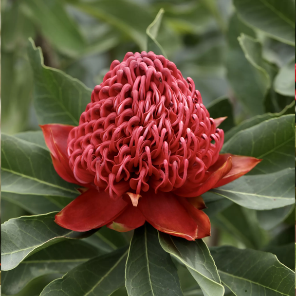 Waratah 'Shady Lady Red' Telopea