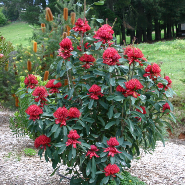 Waratah 'Shady Lady Red' Telopea