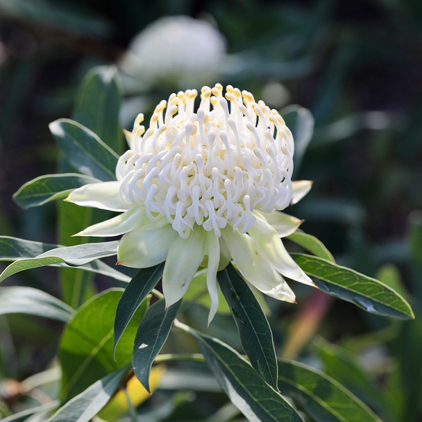 Waratah 'Shady Lady White' Telopea