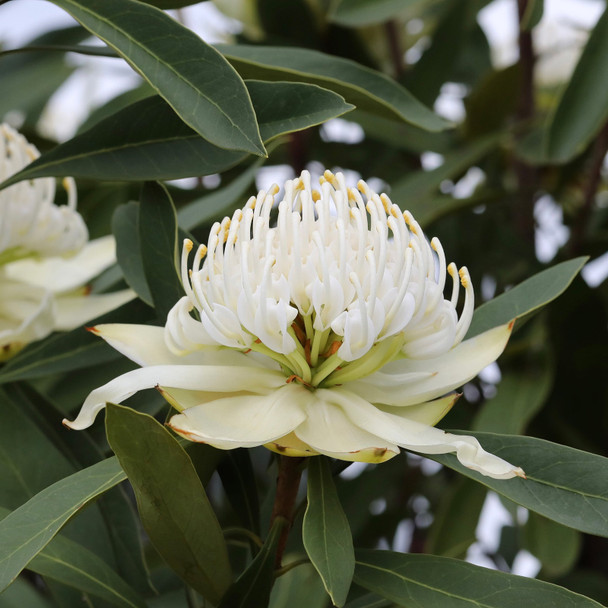 Waratah 'Shady Lady White' Telopea