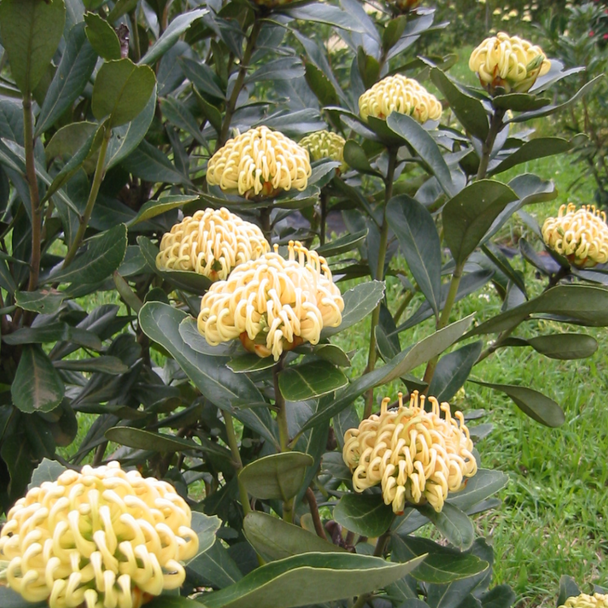 Waratah 'Shady Lady Yellow' Telopea