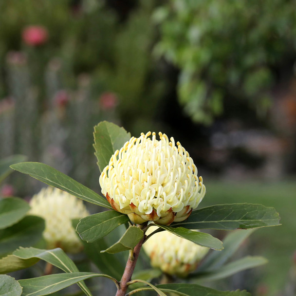 Waratah 'Shady Lady Yellow' Telopea