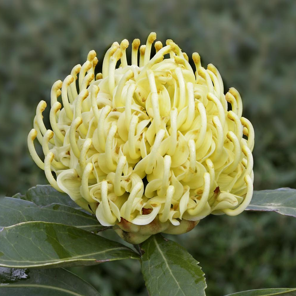 Waratah 'Shady Lady Yellow' Telopea