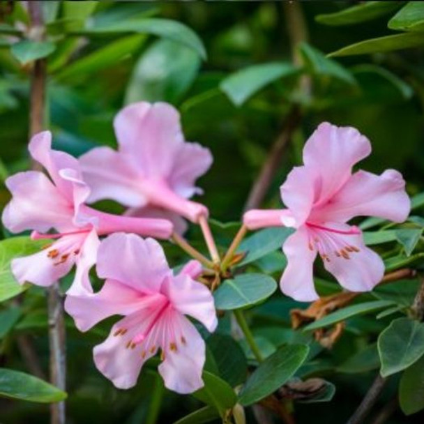 Vireya Rhododendron 'Pink Swan' 140 mm