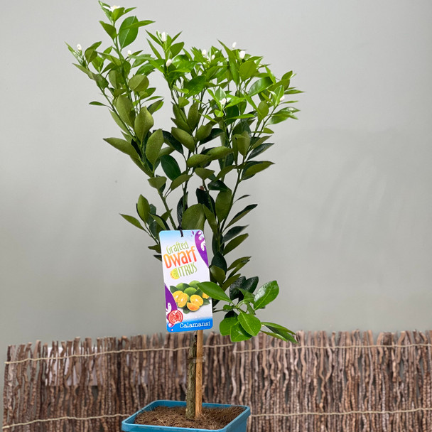 Calamansi Lime