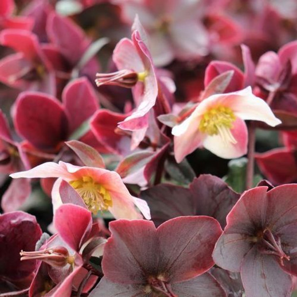 Helleborus X Ballardiae 'Merlin' 175 mm