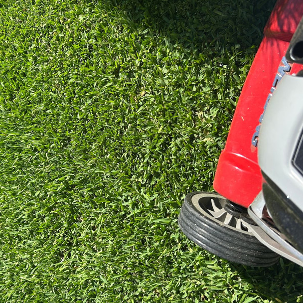 Stampede Hybrid Buffalo