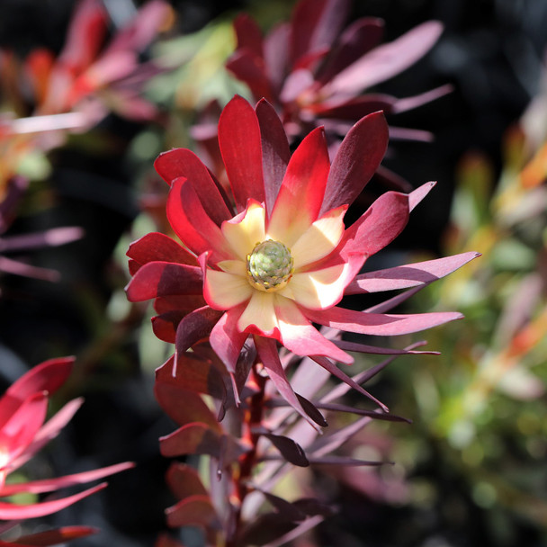 Leucadendron 'Devils Blush'