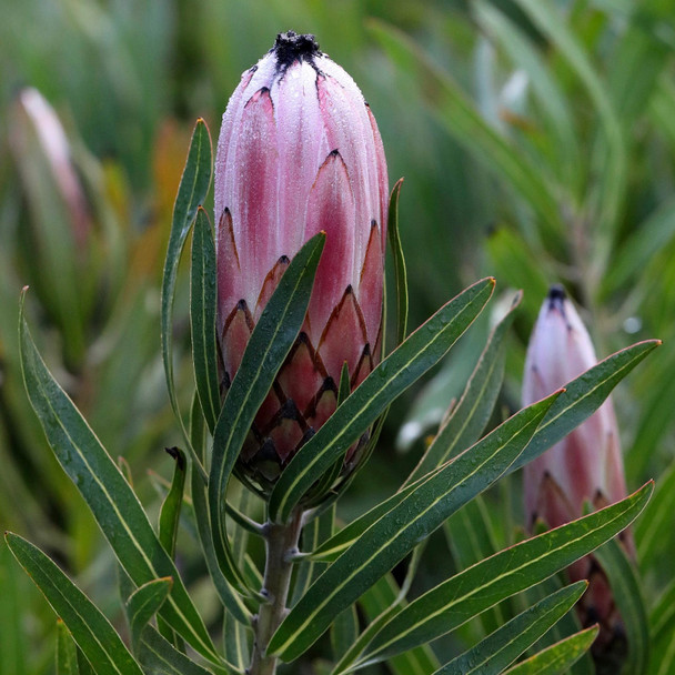 Protea 'Pink Mink'
