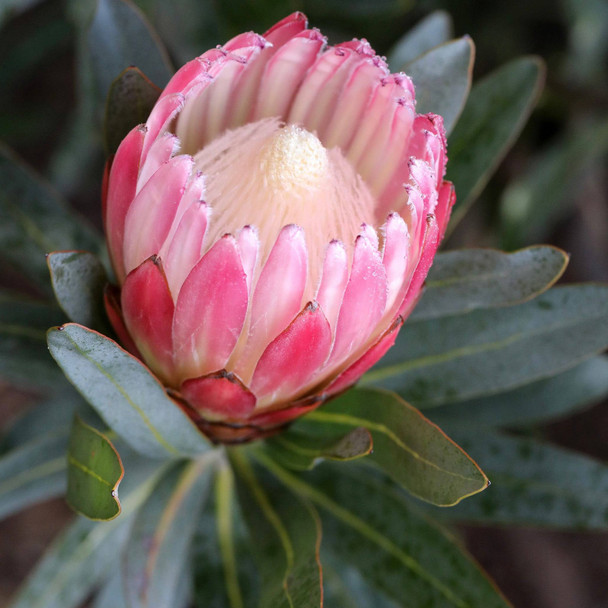 Protea 'Pink Cream'