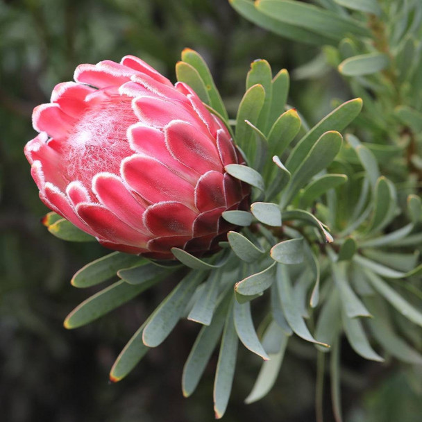 Protea 'Venus'