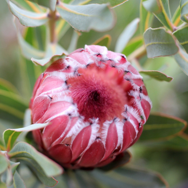 Protea 'Frosted Fire'