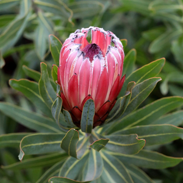 Protea 'Frosted Fire'