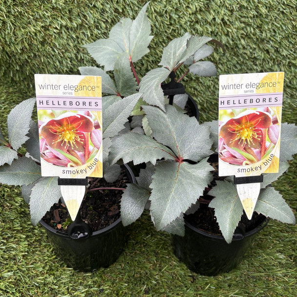 Helleborus 'Winter Elegance' Smokey Blue