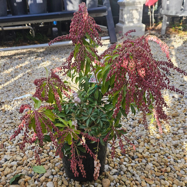 Pieris japonica 'Christmas Cheer' 200mm