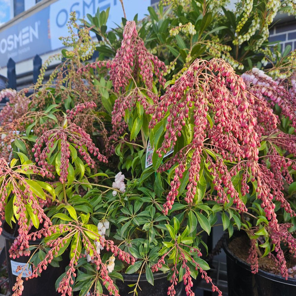 Pieris japonica 'Christmas Cheer'