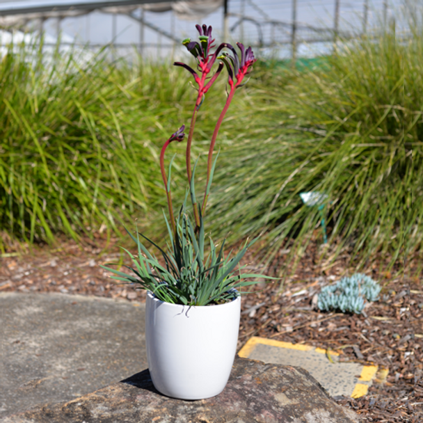 Anigozanthos Celebrations 'Jazz' 140 mm Anigozanthos Celebrations 'Jazz' 140 mm
