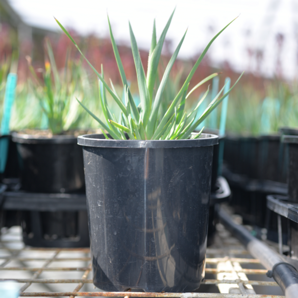 Anigozanthos Celebrations 'Jazz' 140 mm Anigozanthos Celebrations 'Jazz' 140 mm