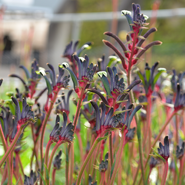 Anigozanthos Celebrations 'Jazz' 140 mm Anigozanthos Celebrations 'Jazz' 140 mm