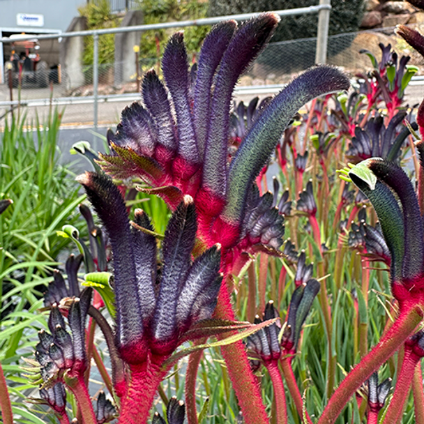 Anigozanthos Celebrations 'Jazz' 140 mm Anigozanthos Celebrations 'Jazz' 140 mm