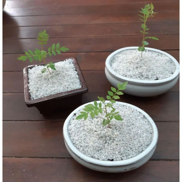 Bonsai Kit Appleblossom