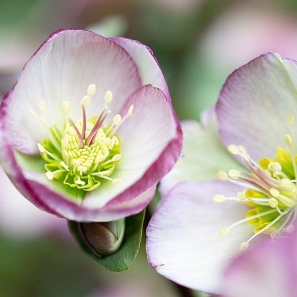 Helleborus 'Magico' 175 mm