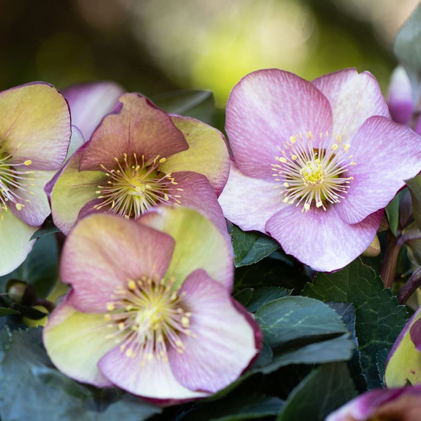 Helleborus 'Magico' 175 mm